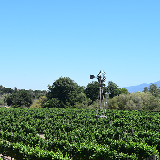 Lincourt estate vineyard with vibrant greenery and a charming windmill in the distance